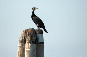 Great Cormorant Mooring Sea