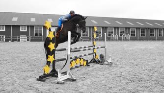 Horses equestrian