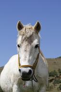 portrait of a white horse on a sunny day