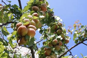 Erik Peach Apricot