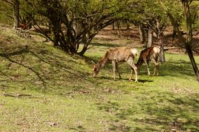 Animal Tree Forest