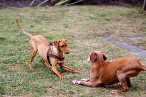playful grass dogs