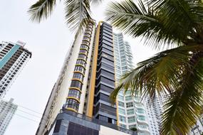 palm leaves on the background of a multistory hotel
