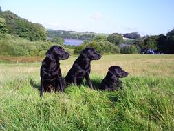 Labradors Labrador Summer