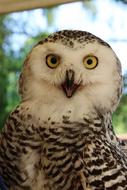 black and white snow owl