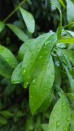 Leaf Drops