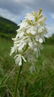 Orchis Purpurea Albino White