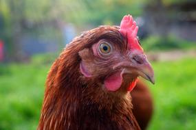 chicken head on blurred background