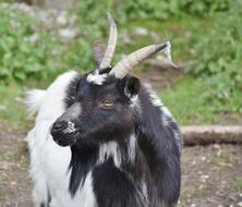 black white goat with horns on nature in a blurred background