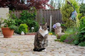 Cat Sit Pet garden