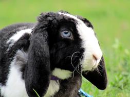 Rabbit Bunny Cute black
