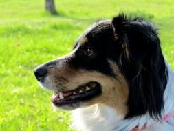 the dog is sitting on the green grass