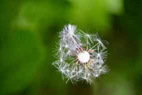 Dandelion Macro Grassland