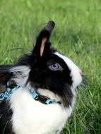 Rabbit Bunny green grass