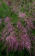 Tamarix Tetrandra Sea Buckthorn