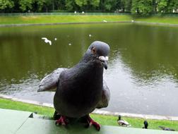 pigeons on the background of the lake