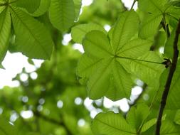 Leaf Green
