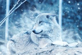 Wolf in the snow magic of the forest