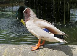 beautiful duck cleans feathers by the fountain