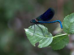 blue dragonfly on green leaves close up on blurred background