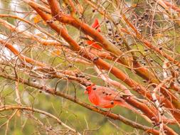 red birds on tree branches