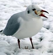Gluttony Glutton Snow