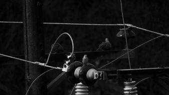 pigeons sit on insulators of high-voltage wires