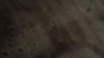 Close-up of the spider, hanging on the cobweb, above the surface