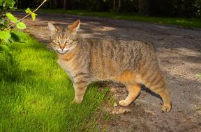 graceful hollow cat walks along the road
