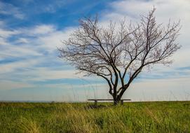 Tree Grass Bench
