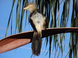 Anu White Guira bird