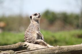 meerkat resting on a tree