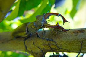 Stag Beetle Great