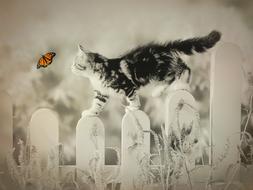 Cat and Butterfly play