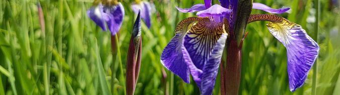 macro photo of blue irises