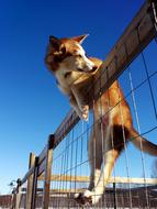 Dog Husky on fence