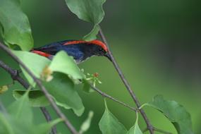 scarlet-backed flowerepecker sits on a green tree