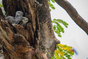 Spotted Owles on the tree