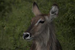 Buck Waterbuck
