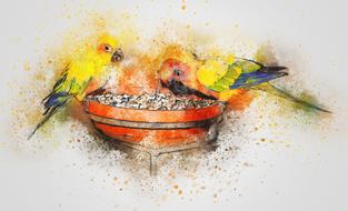 watercolor drawing of two parrots on a feeder