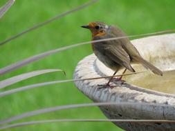 robin is sitting on the bowl of the fountain