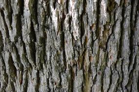 tree Bark, Texture, background