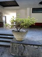 Boxwood Gagra