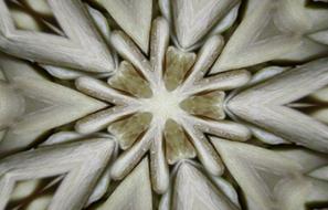 Sunflower Symmetry Kaleidoscope