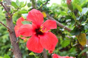 Hibiscus Chinese