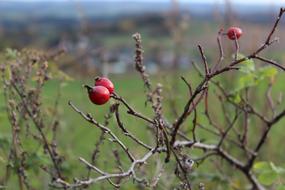 red wild berries on the branches