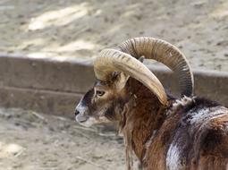 mountain goat with big horns