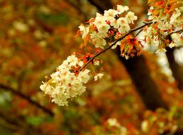 beautiful spring flowers on a tree in the garden