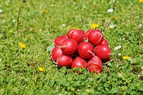 healthy radish on the grass