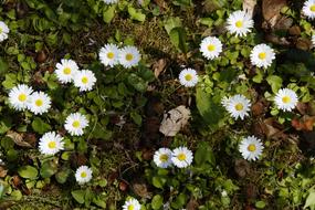 cute white daisies in the flower bed